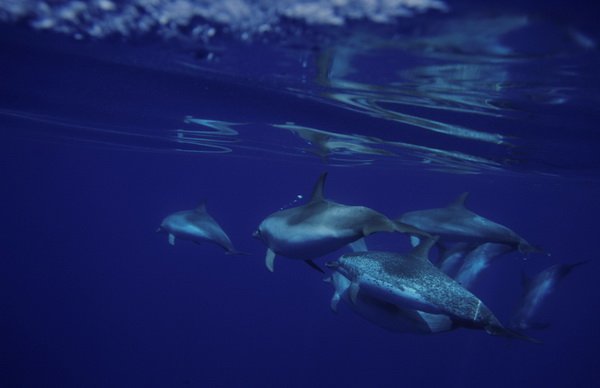 Delfines sub